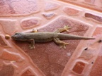 gecko.JPG (139KB)